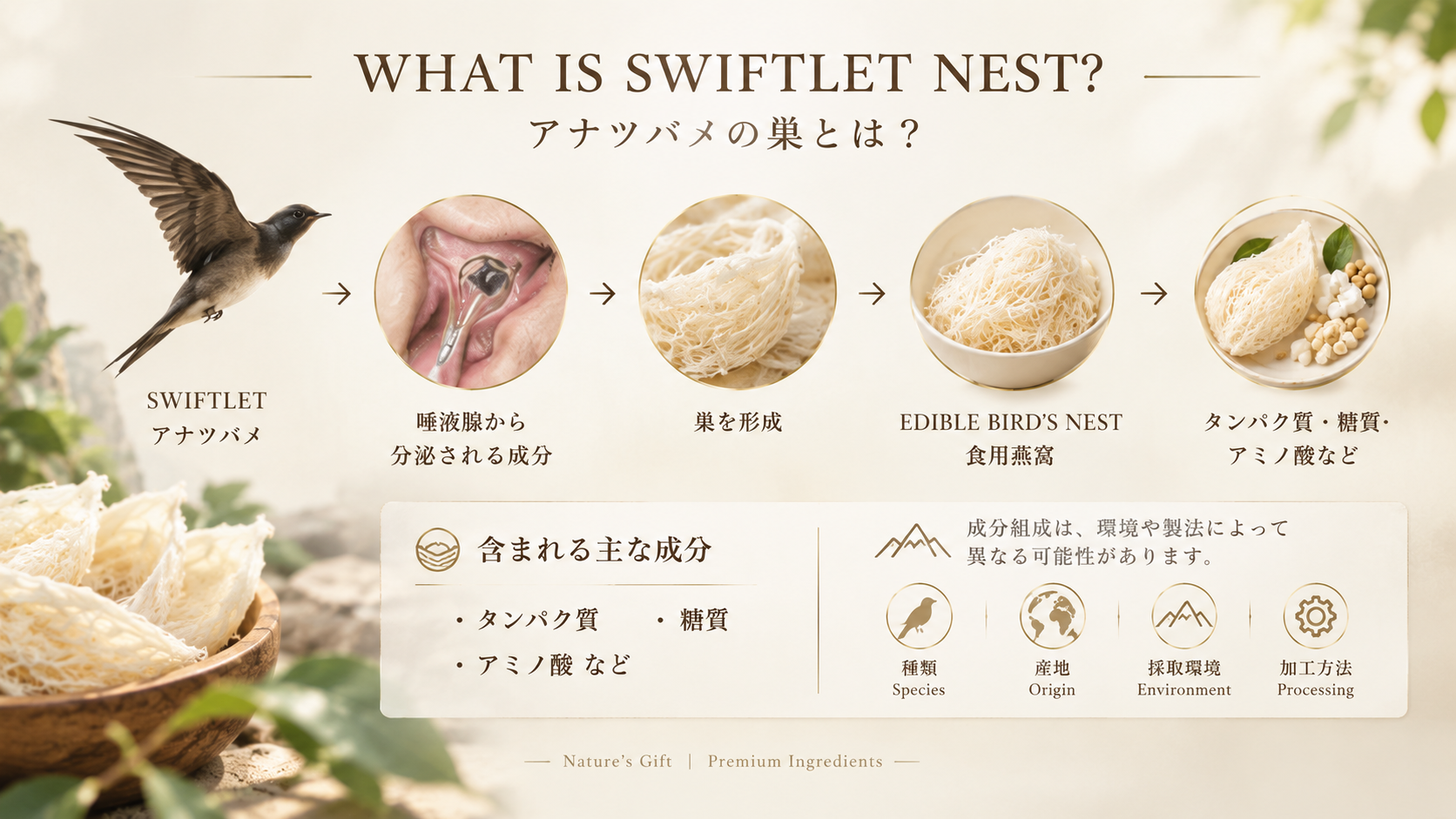 アナツバメの巣の素材を紹介するイメージ
