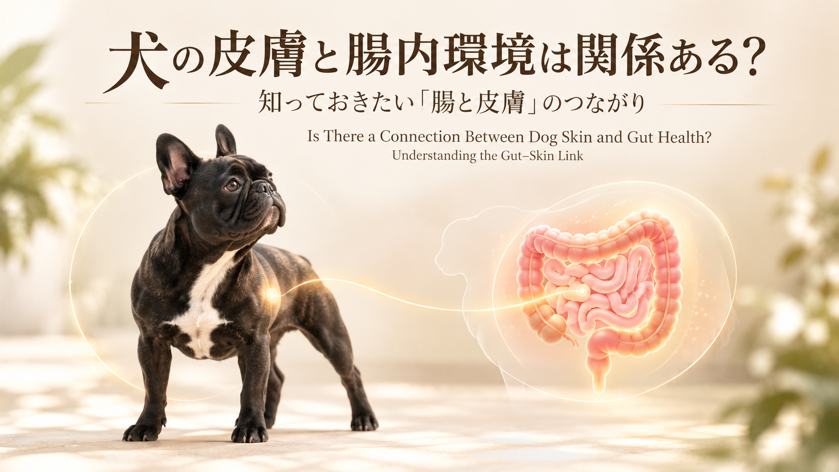 犬の皮膚と腸内環境.png
