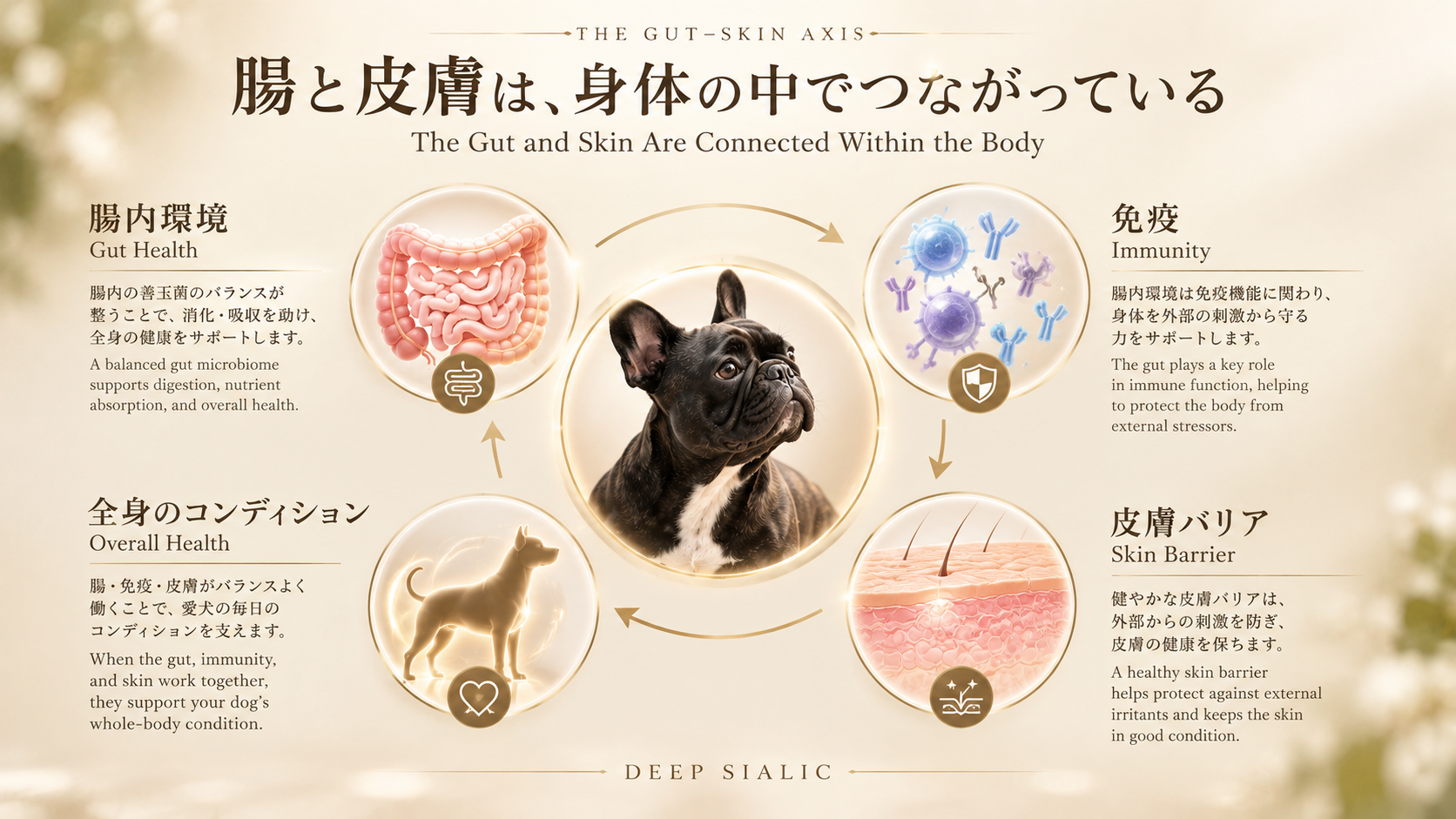 犬の腸と皮膚のつながりを示す腸－皮膚相関の図解