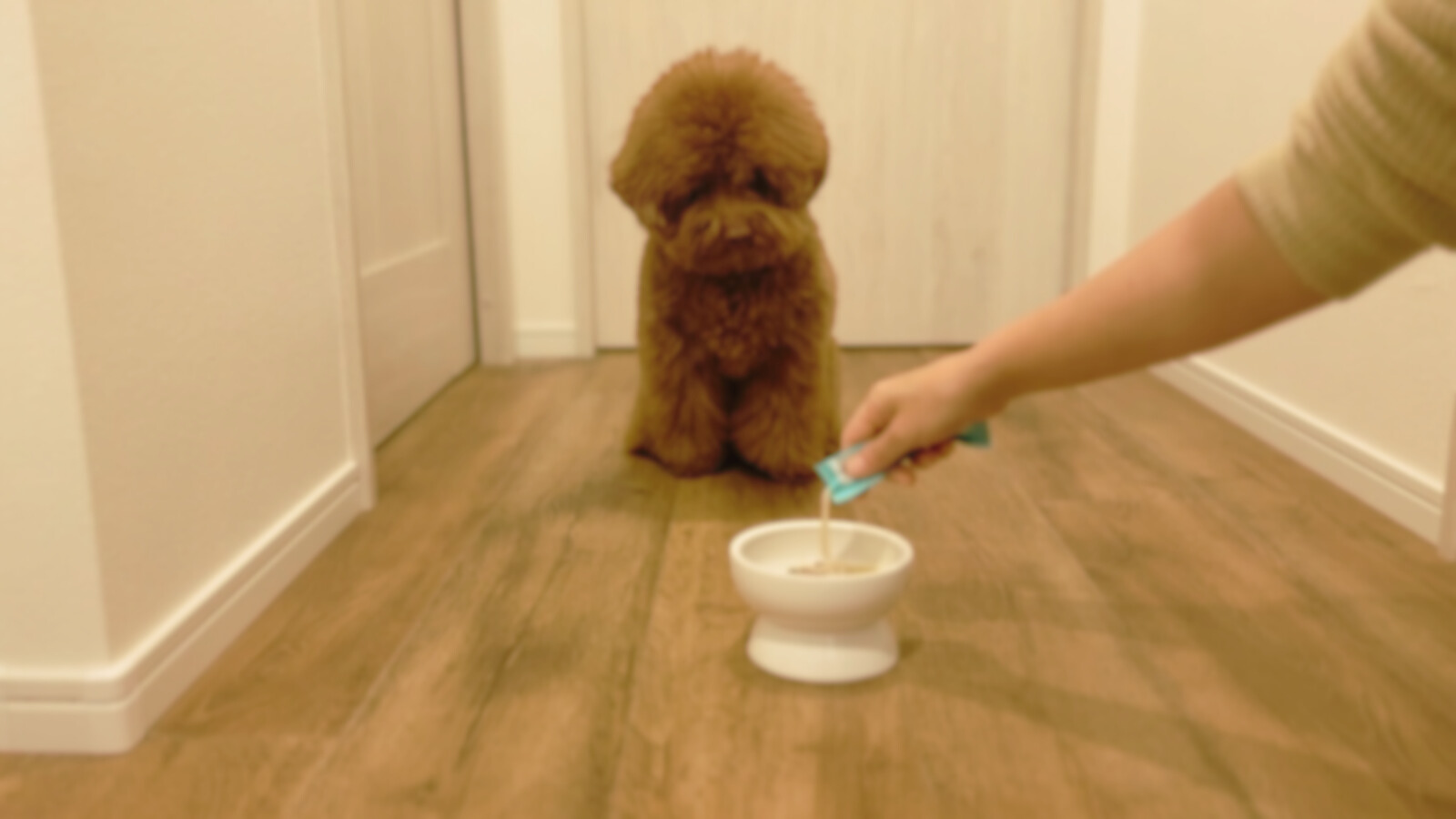 くつろぐ犬のそばに自然に置かれたDEEP SIALIC