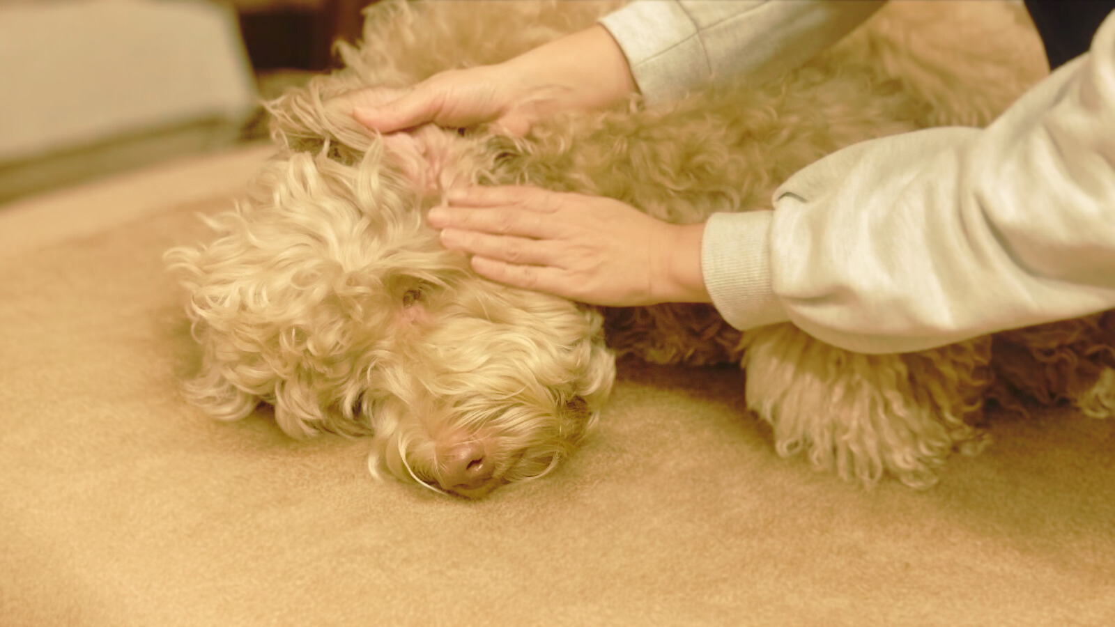 犬が耳を気にし、飼い主が優しく確認している様子の写真