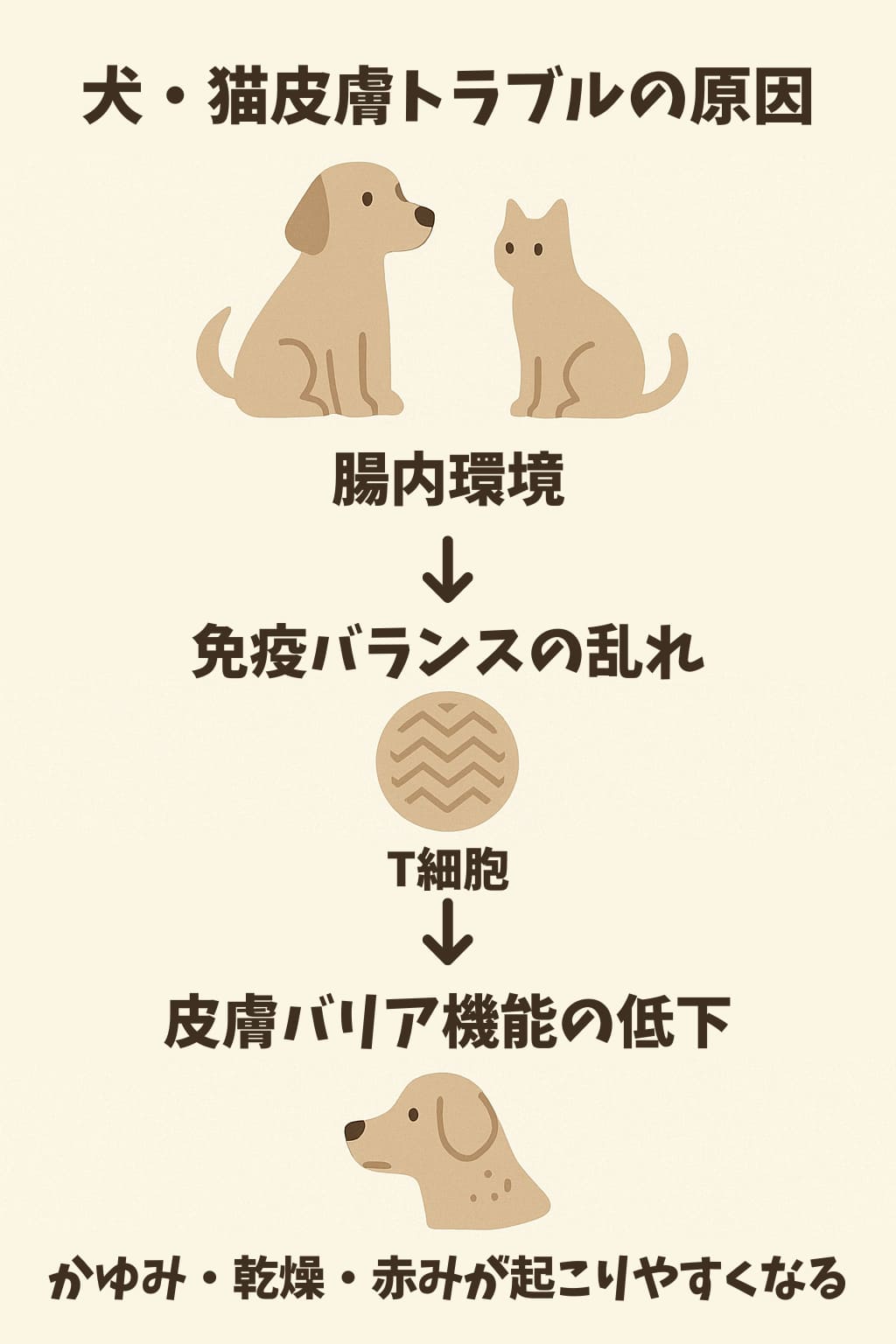 腸→免疫→皮膚の関係を示したシンプルな図解