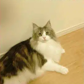 インスタグラム